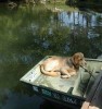 Young Shiloh Goes Boating